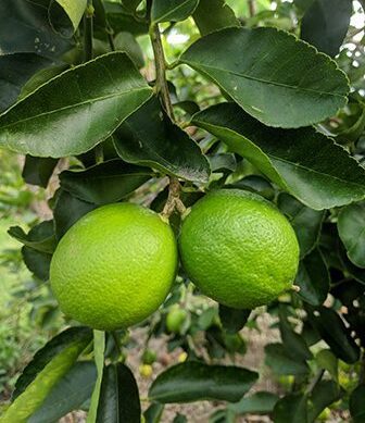 Two Fresh Lime Fruit at Goanna Brewing